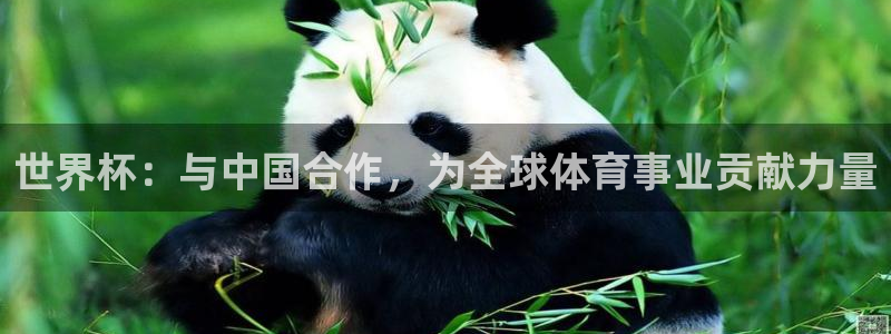 足球世界杯:世界杯:与中国合作,为全球体育事业贡献力量