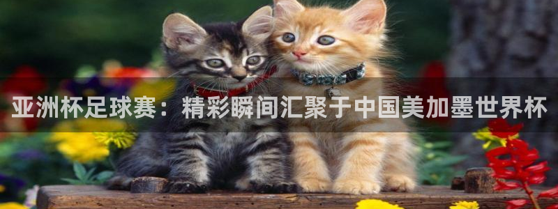 世界杯48支球队赛制:亚洲杯足球赛:精彩瞬间汇聚于中国美加墨世界杯